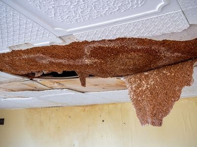 Professional water damage restoration services in Phoenix, AZ - Quick Water Restoration